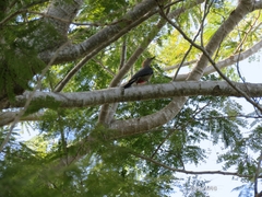 Melanerpes aurifrons