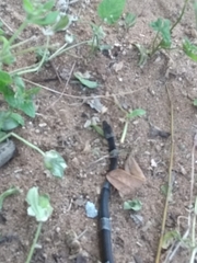 Leptodeira nigrofasciata