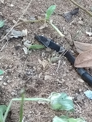 Leptodeira nigrofasciata