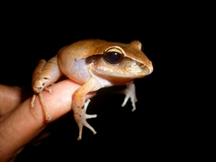 Craugastor laticeps