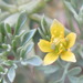 Leptopyrum fumarioides - Photo (c) onidiras-iNaturalist, algunos derechos reservados (CC BY-NC), subido por onidiras-iNaturalist