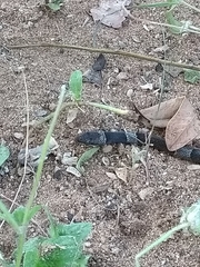 Leptodeira nigrofasciata