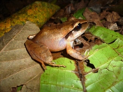 Craugastor laticeps