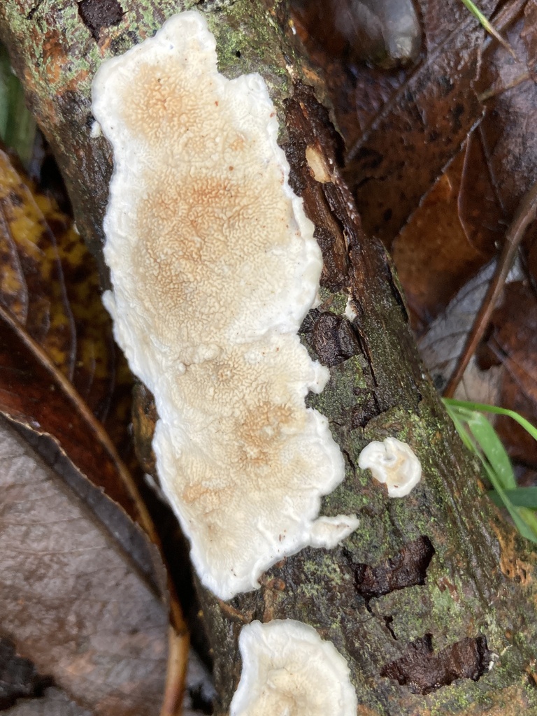 Byssomerulius corium · November 2025 · photo: © nick37158 (iNaturalist, cc-by)
