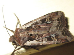 Actebia