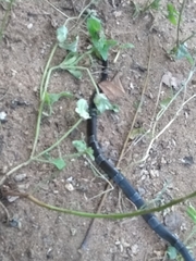 Leptodeira nigrofasciata