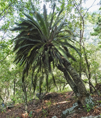 Dioon merolae, photograph 2
