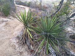 Yucca capensis