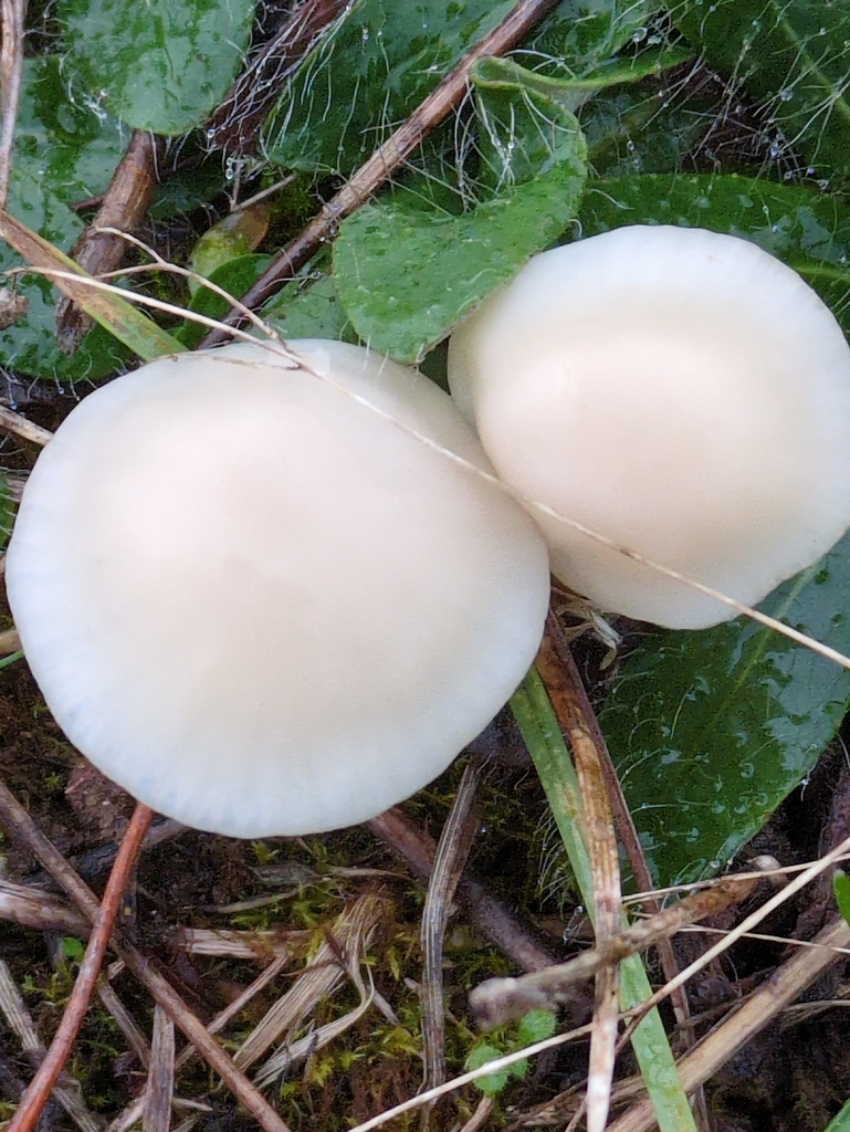 Cuphophyllus virgineus · November 2025 · photo: © guywallbanks (iNaturalist, cc-by)
