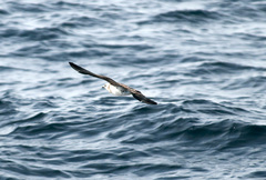 Stercorarius pomarinus