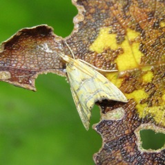 Glaucocharis auriscriptella