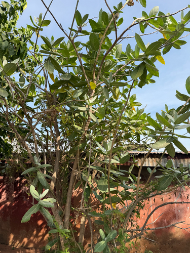 giant milkweed