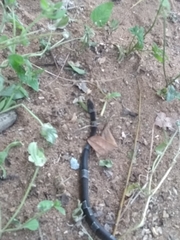 Leptodeira nigrofasciata