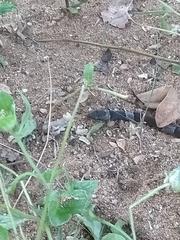 Leptodeira nigrofasciata