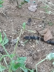 Leptodeira nigrofasciata