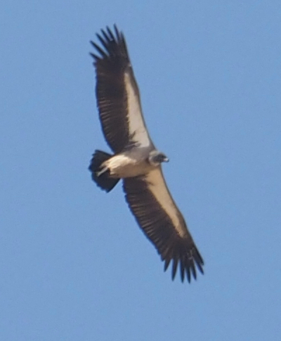 White-backed Vulture