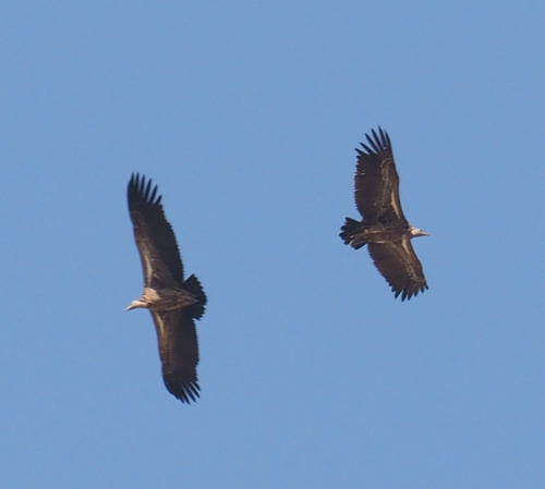 Rüppell's Griffon