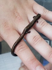 Batrachoseps wrighti