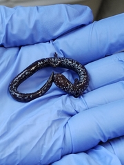 Batrachoseps wrighti