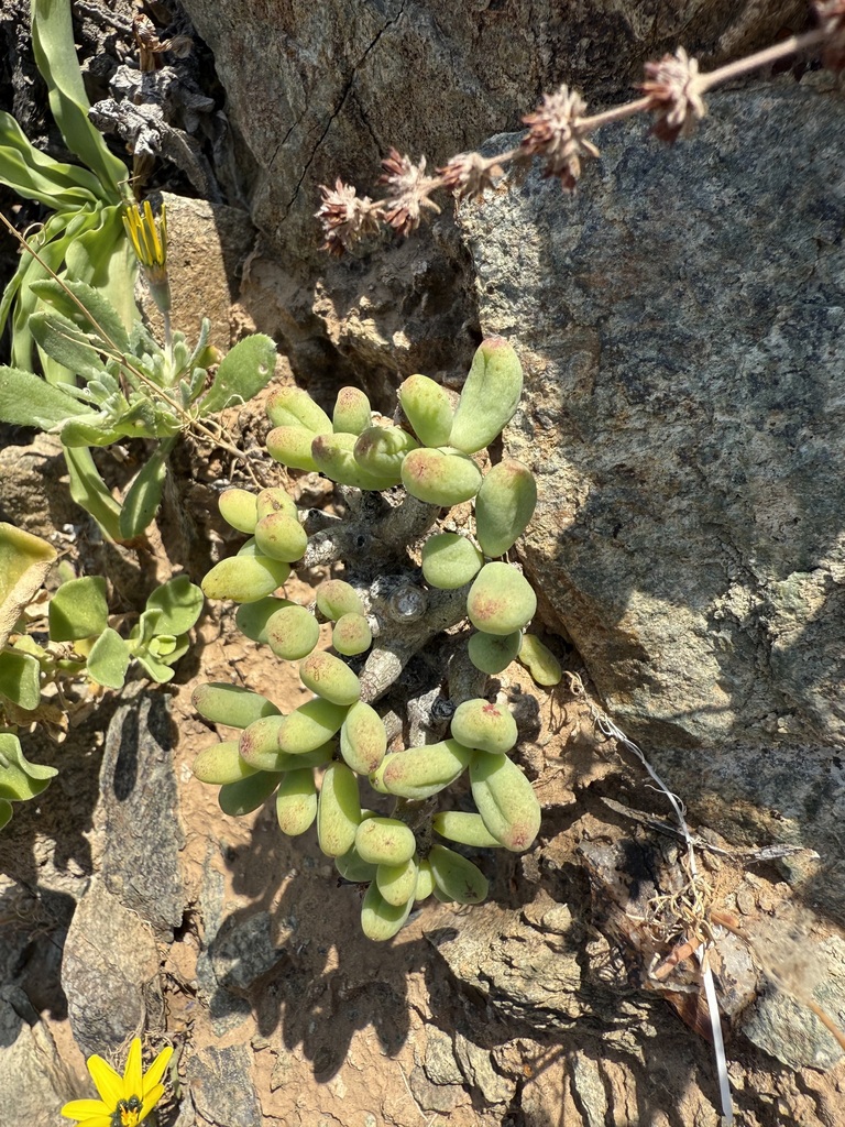 Tylecodon bleckiae