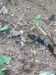 Leptodeira nigrofasciata