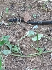 Leptodeira nigrofasciata