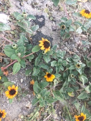 Sanvitalia fruticosa