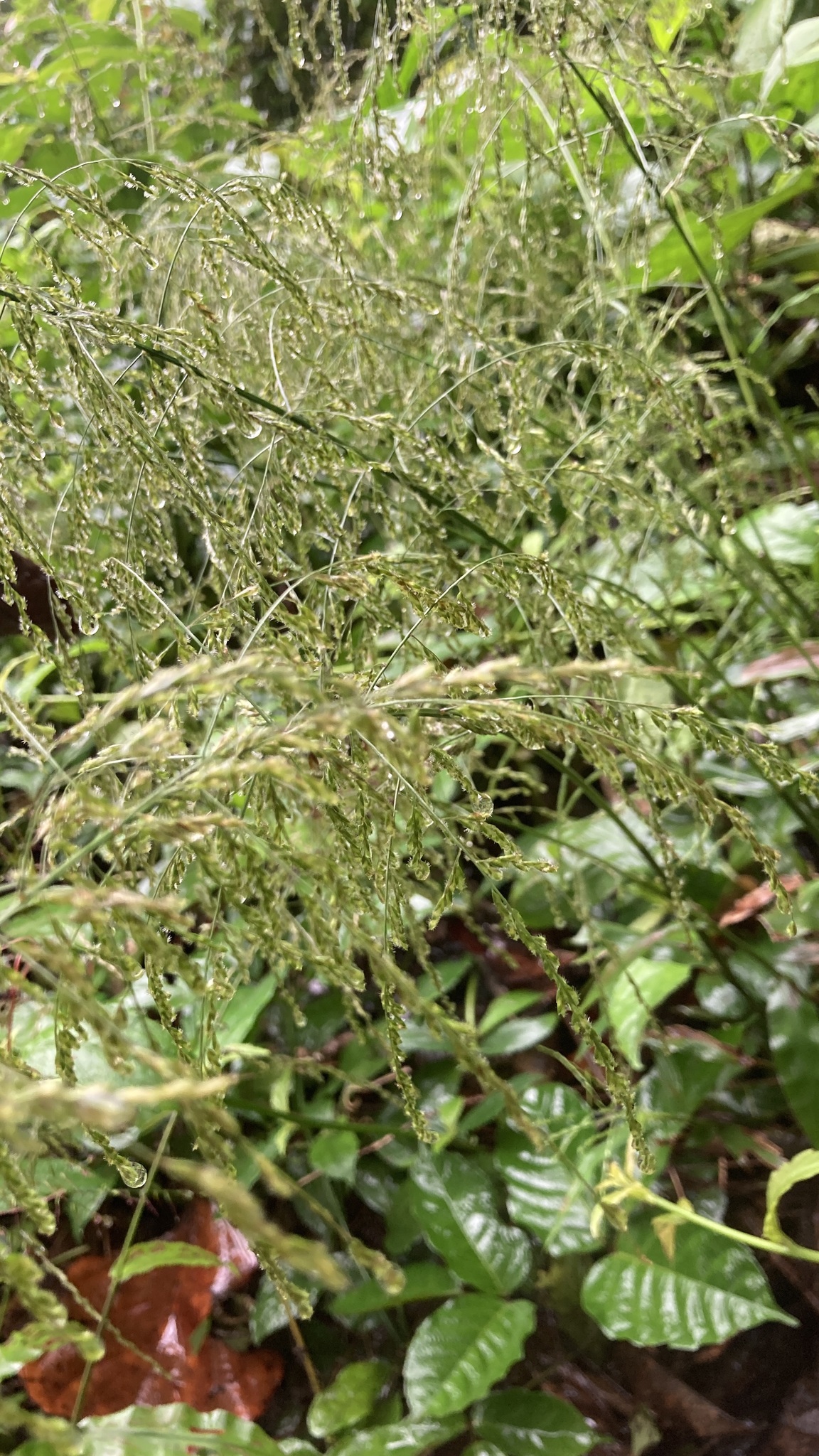 Centotheca lappacea (Centotheca lappacea)