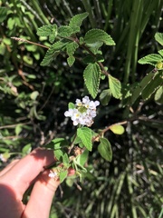 Lantana hirta
