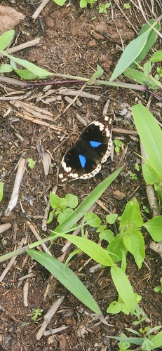 Blue-spot Pansy