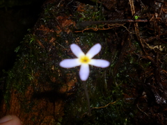 Voyria tenella
