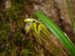 Stelis segoviensis