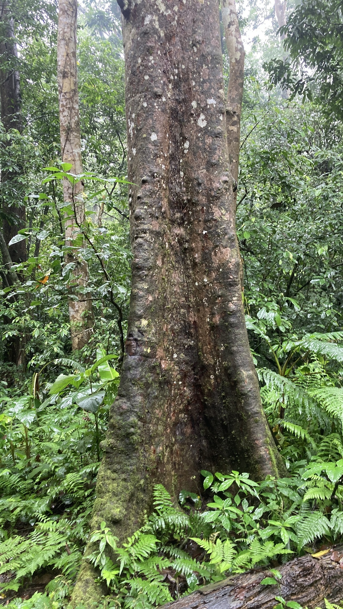 Chò Nước (Platanus kerrii)