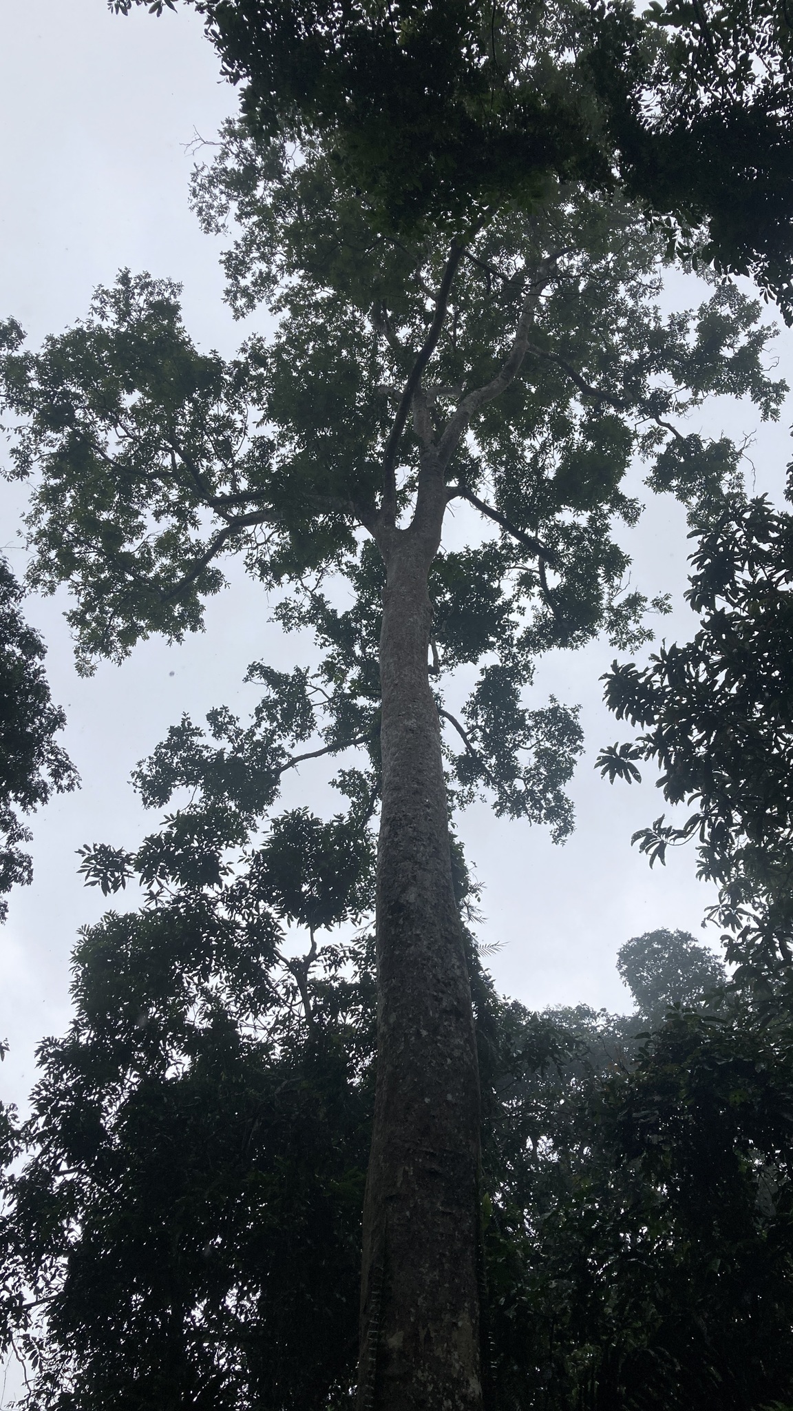 Chò Nước — ảnh 2