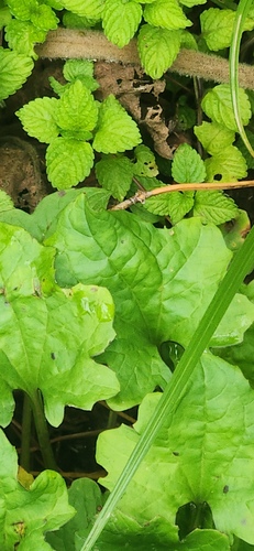 Plantago palmata
