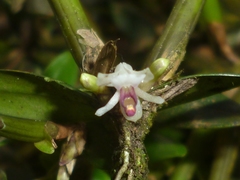 Scaphyglottis prolifera
