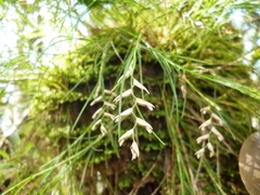 Elleanthus caricoides