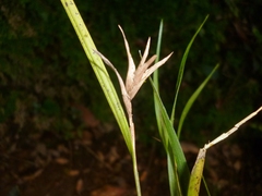 Elleanthus caricoides