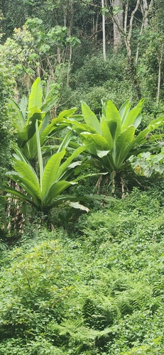 Abyssinian banana