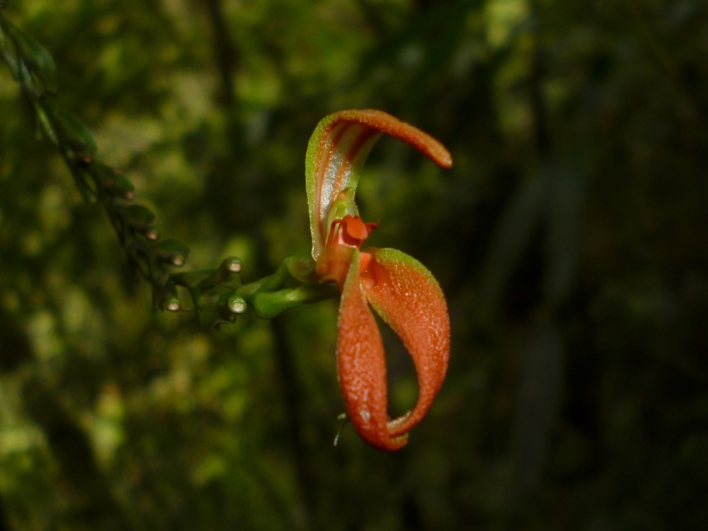 Specklinia spectabilis