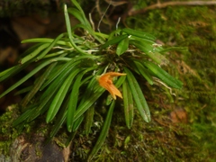Specklinia