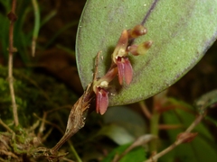 Trichosalpinx blaisdellii
