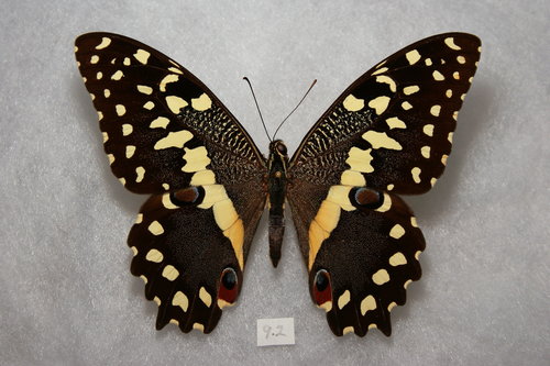 Citrus Swallowtail