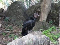 Coragyps atratus