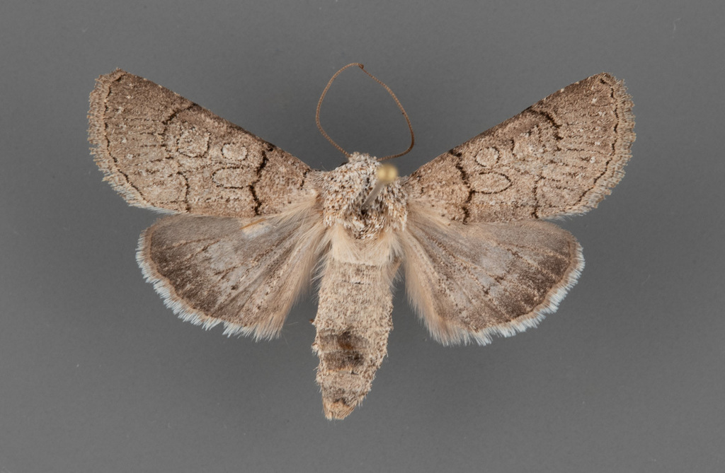Sympistis sorapis