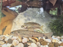 Sperchios Barbel photo 1