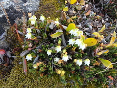 Cassiope tetragona tetragona