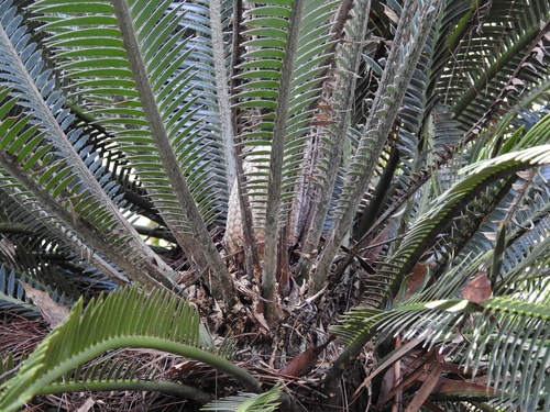 Dioon merolae, photograph 3