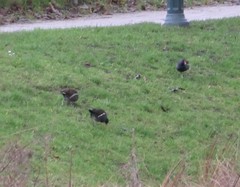Gallinula chloropus