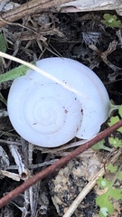 Cahuillus indioensis